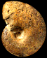 Haploceras carachtheis morphe elimatum (M)