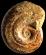Hildoglochiceras gr. kobelli
