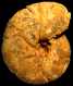 Holcophylloceras indicum