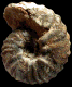 Vascoceras sp. cf. venezolanum