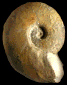 Leopoldia levigata