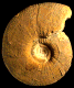 Procerites (Procerites) progracilis arkelli
