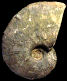 Phricodoceras lamellosum (M)