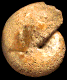 Damesites rabei