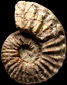 Pervinquieria (Pervinquieria) aff. pachys