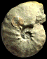 Muniericeras bilottei