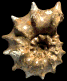 Protohoplites (Protohoplites) archiacianus