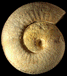 Bullatimorphites (Bullatimorphites) bullatimorphus (M)