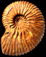 Hypacanthoplites besairiei