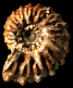 Otohoplites raulinianus