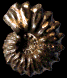 Otohoplites raulinianus