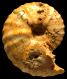 "Thomasites" gongilensis gongilensis