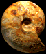 "Thomasites" gongilensis gongilensis