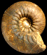 Kepplerites metorchus (M)