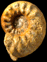 Euaspidoceras babeanum morphe babeanum (M) juv.