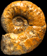 Euaspidoceras babeanum morphe cf. syriacum (m)
