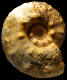 "Paramammites tuberculatus"