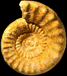 Teloceras blagdeni