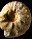 "Paramammites tuberculatus"