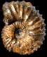 Hypacanthoplites milletianus