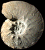 Callihoplites auritus