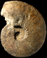 Teschenites polygonius