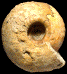 Vascoceras crassum