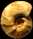 "Paramammites inflatus"