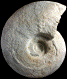 Parapuzosia (Austiniceras) austeni