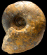 "Thomasites" gongilensis inflatus