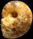 "Pseudotissotia" nigeriensis  var. tricarinata