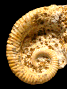 Spiroceras annulatum (m)