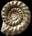 Metaderoceras venarense