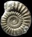 Acanthopleuroceras alisiense