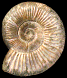Neosilesites nepos
