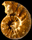 Euaspidoceras rotari