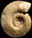Orthogarantiana haugi (M)