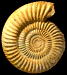 Parkinsonia (Parkinsonia) subarietis (m)