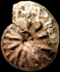 "Pseudoschloenbachia" flicki