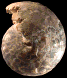 Neoptychites cephalotus