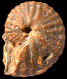 Pseudoneoptychites difficilis