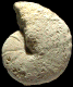 Neoptychites cephalotus