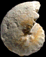 Spathites (Jeanrogericeras) reveliereanus