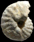 Spathites (Jeanrogericeras) reveliereanus