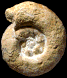 Vascoceras gr. gamai