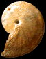 Wrightoceras munieri