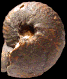 Vascoceras venezolanum