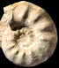 Lewesiceras mantelli