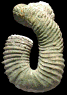 Nostoceras hyatti (M)