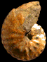 Forresteria (Forresteria) alluaudi morphe ampozaloakaense